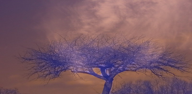 arbre.jpg