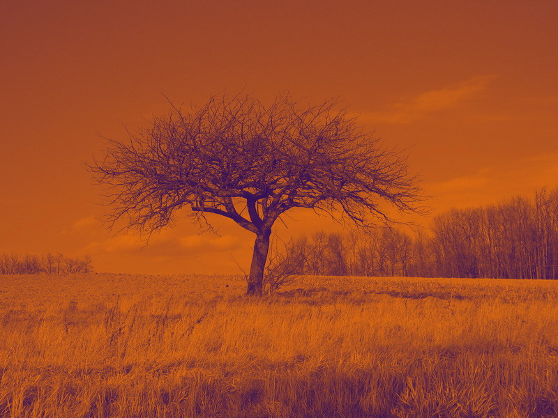arbre2.jpg