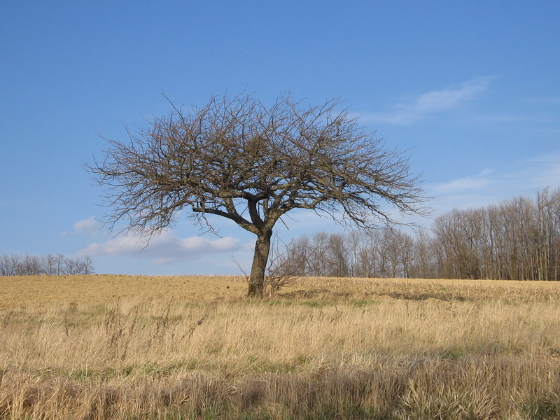 arbre3.jpg