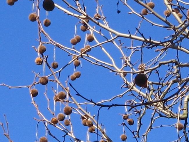 boules3.jpg