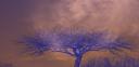 arbre.jpg