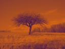 arbre2.jpg