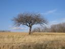 arbre3.jpg