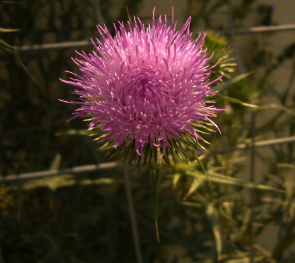 fleur3.jpg