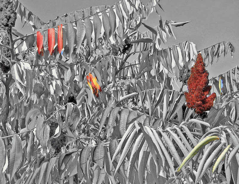 Animation1.gif