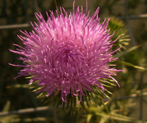 fleur.jpg
